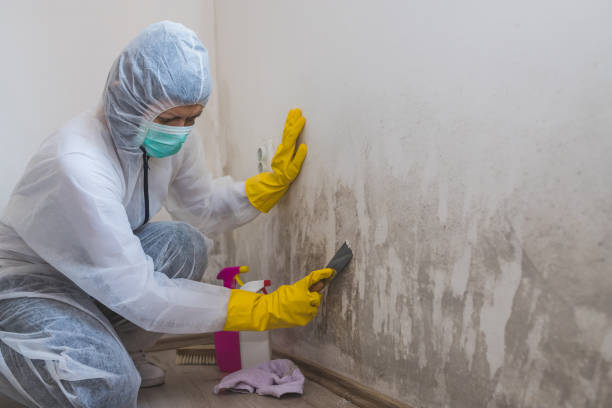 Best Bathroom Mold Remediation in Rocky Mount, NC