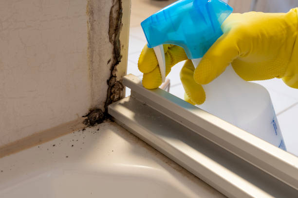 Best Attic Mold Remediation in Rocky Mount, NC